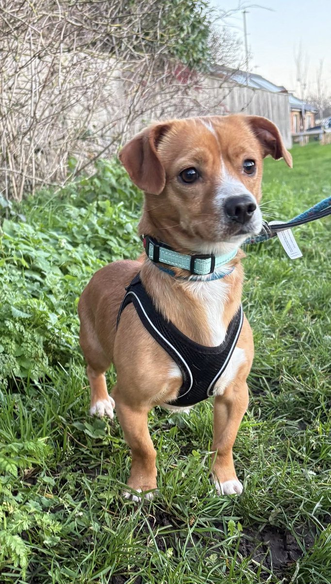 Rescue dogs for rehoming tweet media