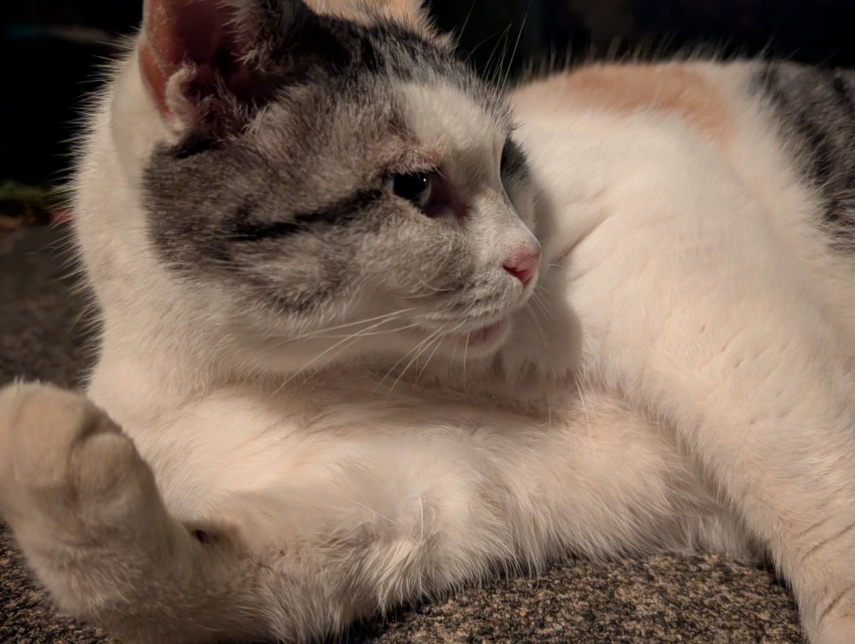 しのし (@4no4_4no4) / Posts / X