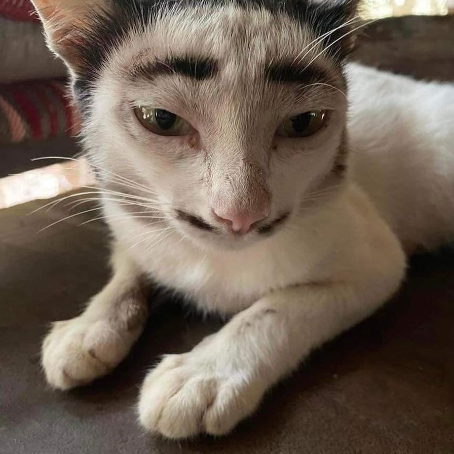 Punch Cat (@punchingcat) on Twitter photo 