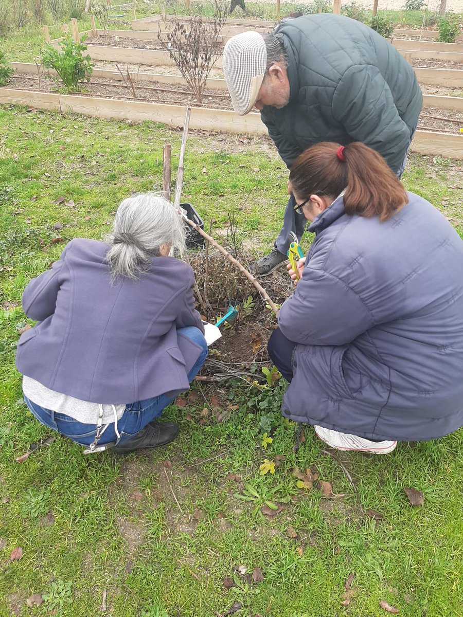 AVLaUnion's tweet image. Gran jornada de trabajo colectivo en el huerto comunitario AV La Unión: plantación de ajos,tajetes, coliflor,zanahorias,lechugas, repollo...🌱🌱
Limpieza de ramas caídas, abonado, recolección de semillas y asamblea fin de año!!
#verdequetequieroverde
#huertocomunitario #hortaleza