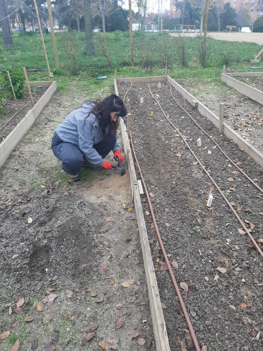 AVLaUnion's tweet image. Gran jornada de trabajo colectivo en el huerto comunitario AV La Unión: plantación de ajos,tajetes, coliflor,zanahorias,lechugas, repollo...🌱🌱
Limpieza de ramas caídas, abonado, recolección de semillas y asamblea fin de año!!
#verdequetequieroverde
#huertocomunitario #hortaleza