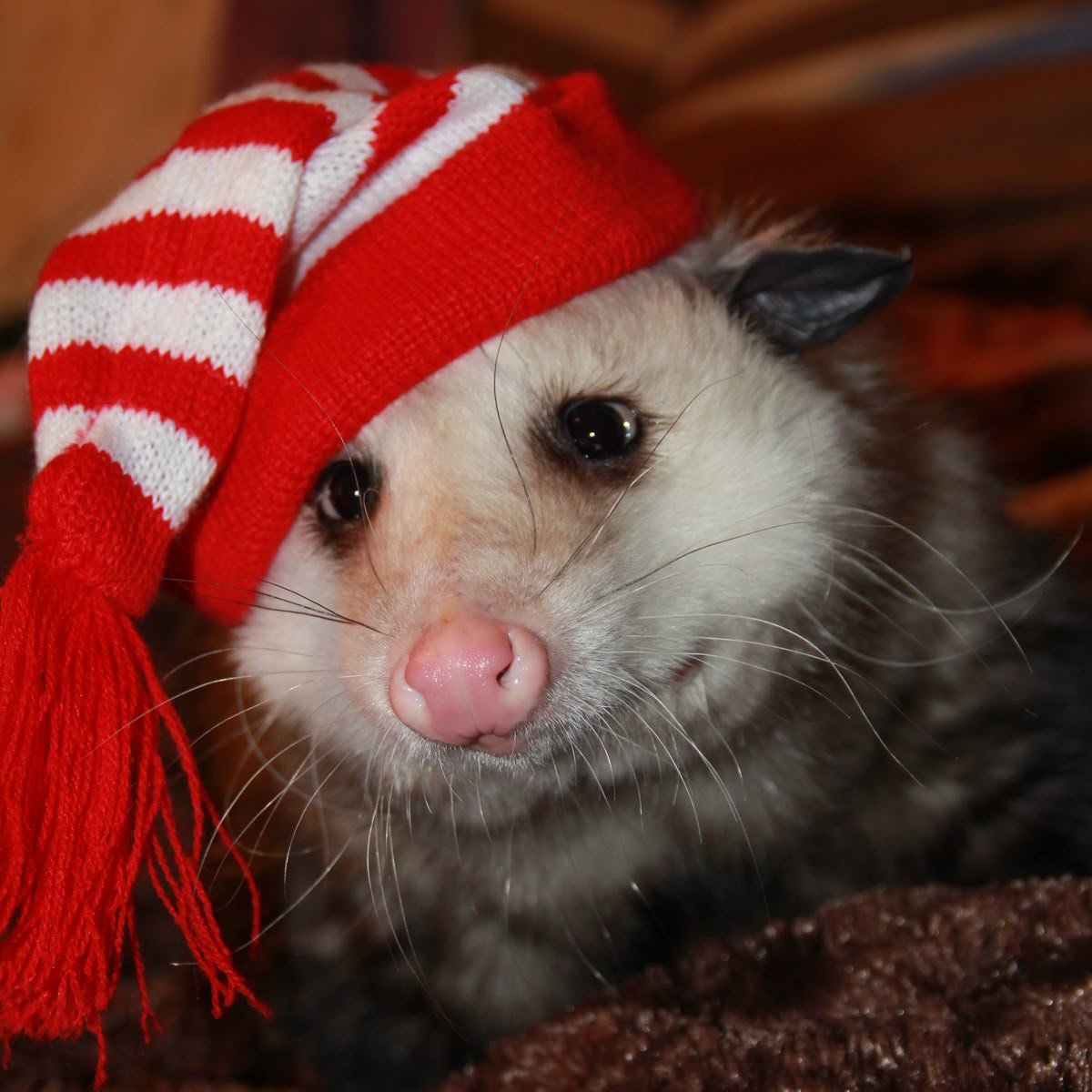 OnceUponaPossum's tweet image. Up all night waiting for Santa to come...