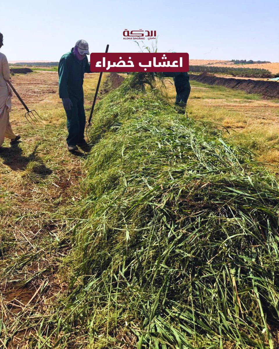 al_dka's tweet image. من وين تبدأ حكاية تمر الدكة؟

في مزرعة الدكة نعيد تدوير مخلفات المزرعة نفسها:
*سماد الدكة قديم
*أعشاب خضراء
*عسب مفروم
*روث البقر
*الفحم الحيوي (Biochar)
*طينة

لتربة أكثر حيوية، جذور أقوى، ونخيل أعلى جودة، بدون مبيدات أو أسمدة كيماوية

#مزرعة_الدكة #سماد_عضوي #فحم_حيوي