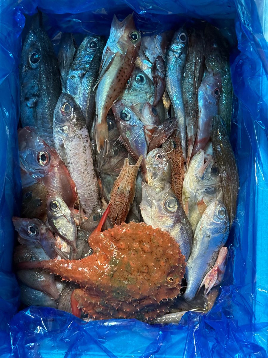 hiyo_morino もちろん生で、クール便で送られてきます。そんなに大きく