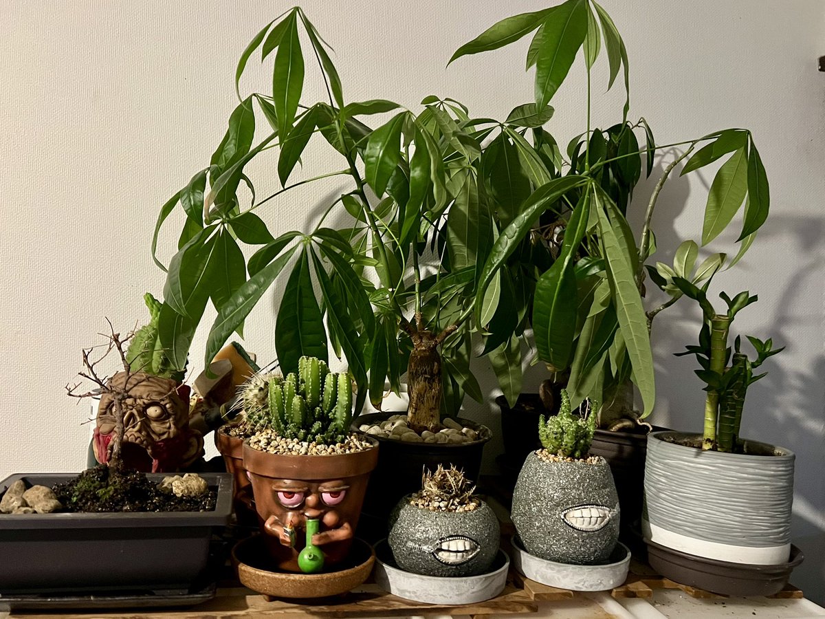 土日休みなんで 今日は植物のお手入れ✨ 冬は水やりは週1くらいなんで