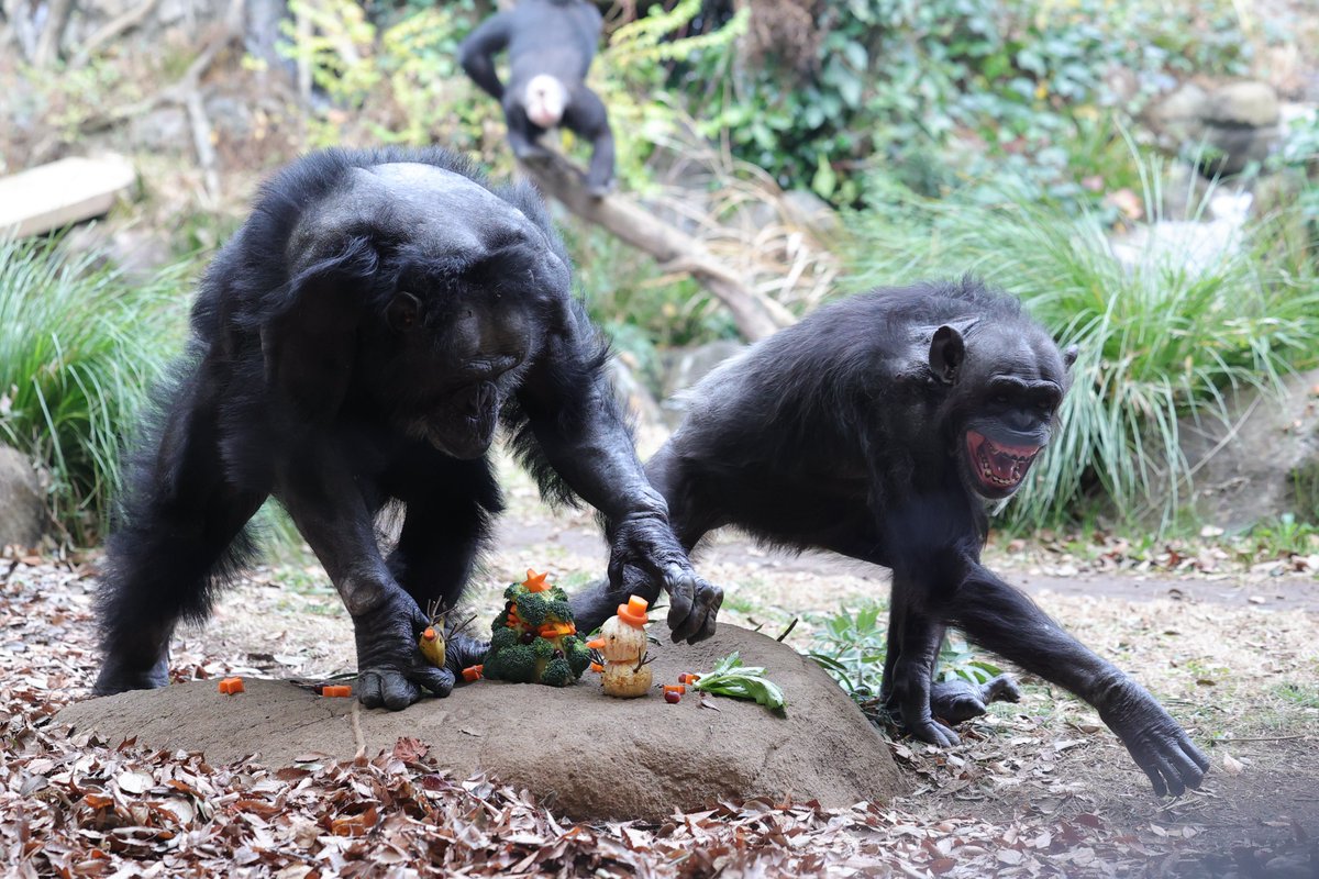 クリスマス特別ガイド🎄 取られた～～～😂 20251220 sat #ズーラシア