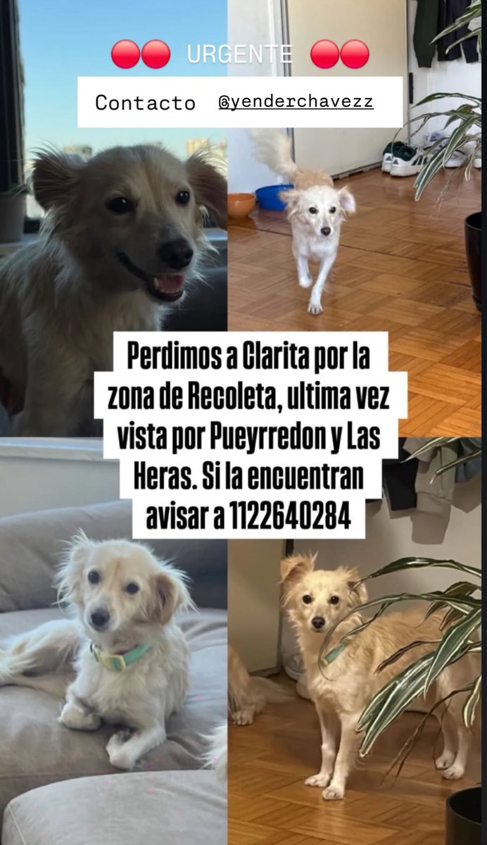 Unos amigos necesitan ayuda urgente para recuperar a Clarita.

Ayuda un montón que se copen replicando este tweet. Muchas gracias!!!