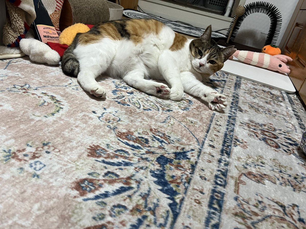 三毛ページ 寝るよ～ えっ？えぇ～！寝るか…