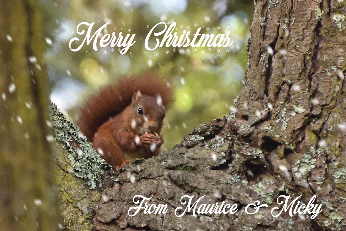 MozMoore's tweet image. Merry Christmas, everyone !!!