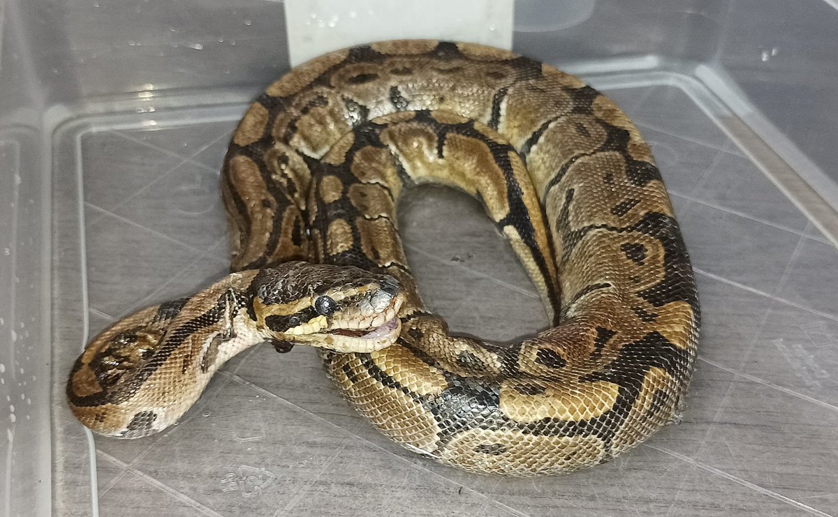 Reptiel aangetroffen bij bushalte