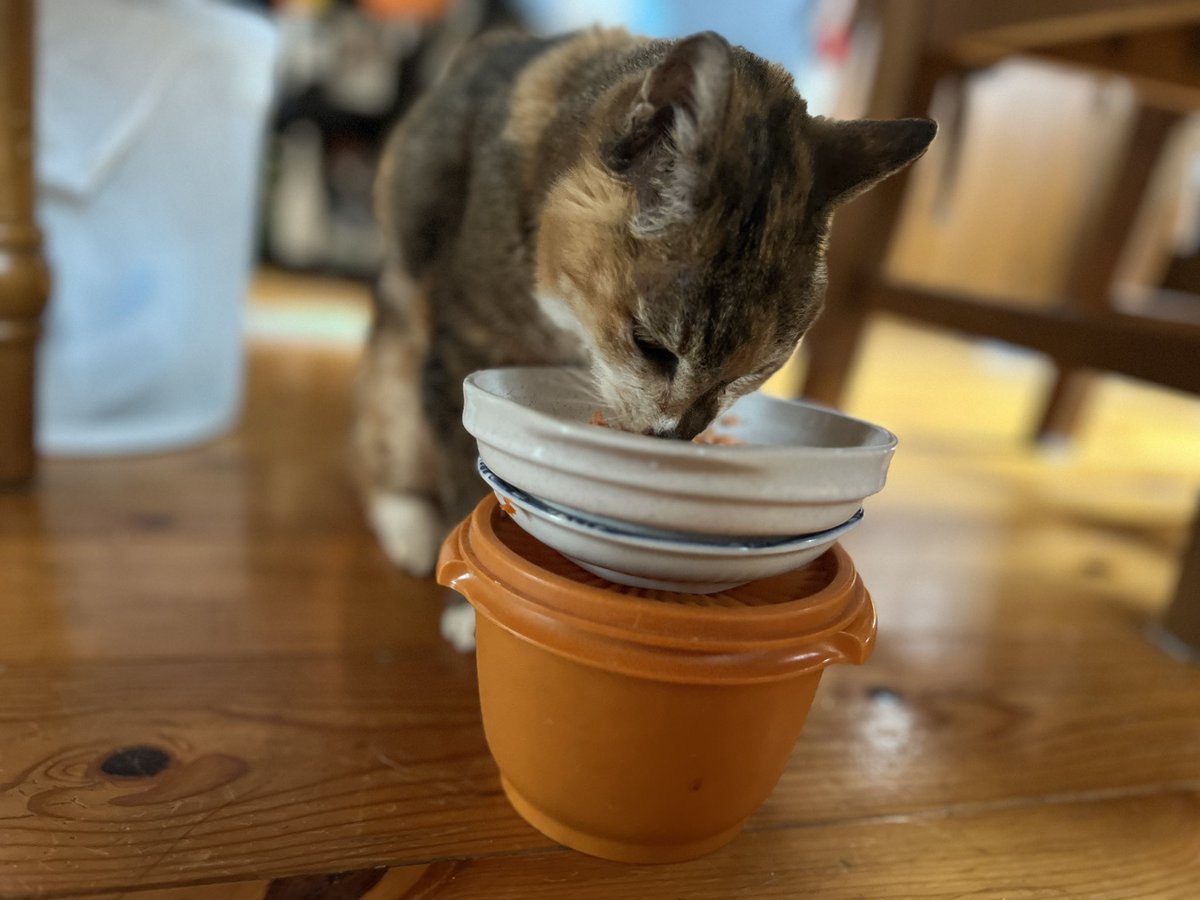 もりべーな おっち(ザンネンズ1号) tweet media