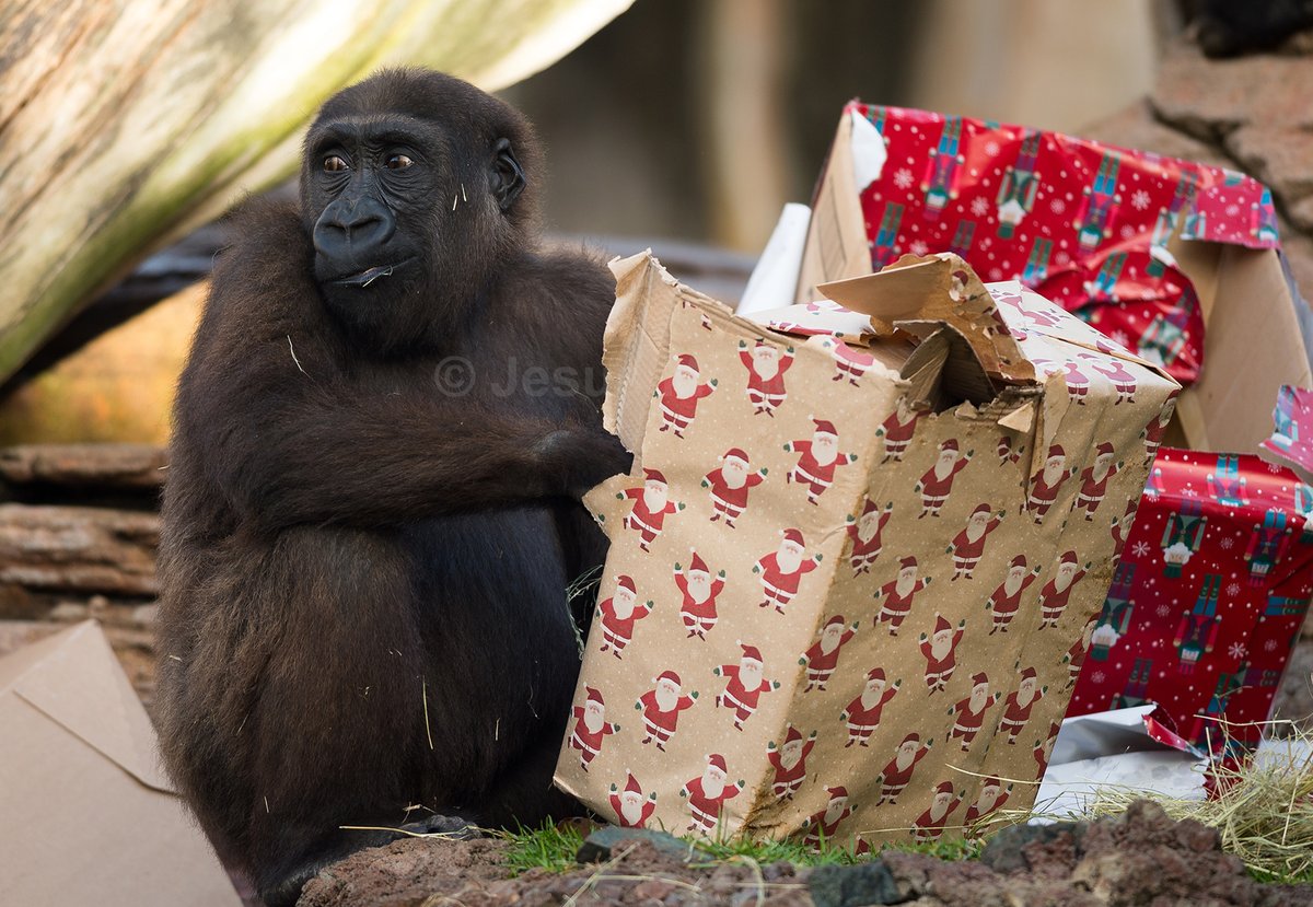 Jesús Mérida 📸 tweet media