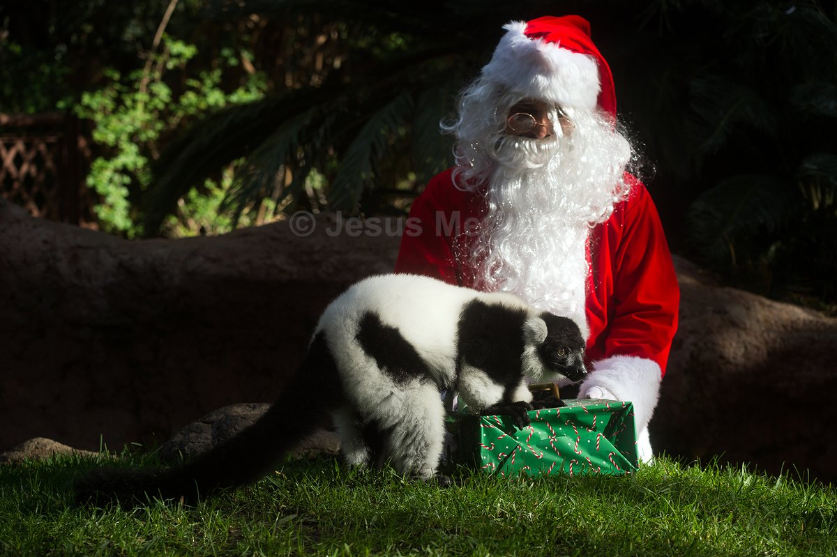 Jesús Mérida 📸 tweet media