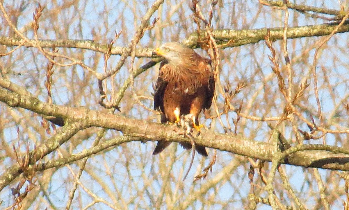 R.hewitt tweet media