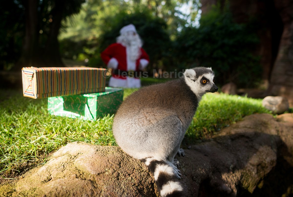 Jesús Mérida 📸 tweet media