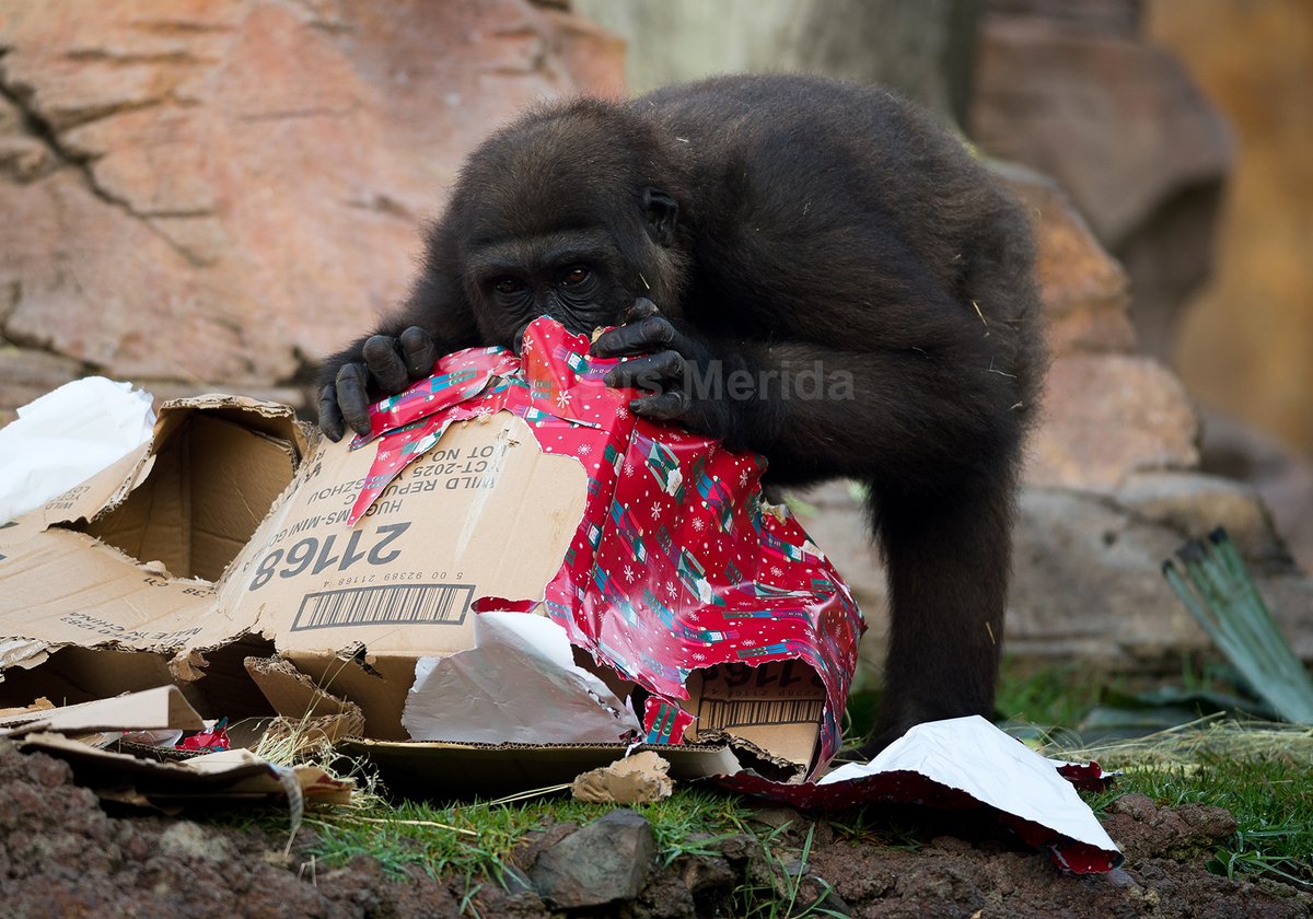 Jesús Mérida 📸 tweet media