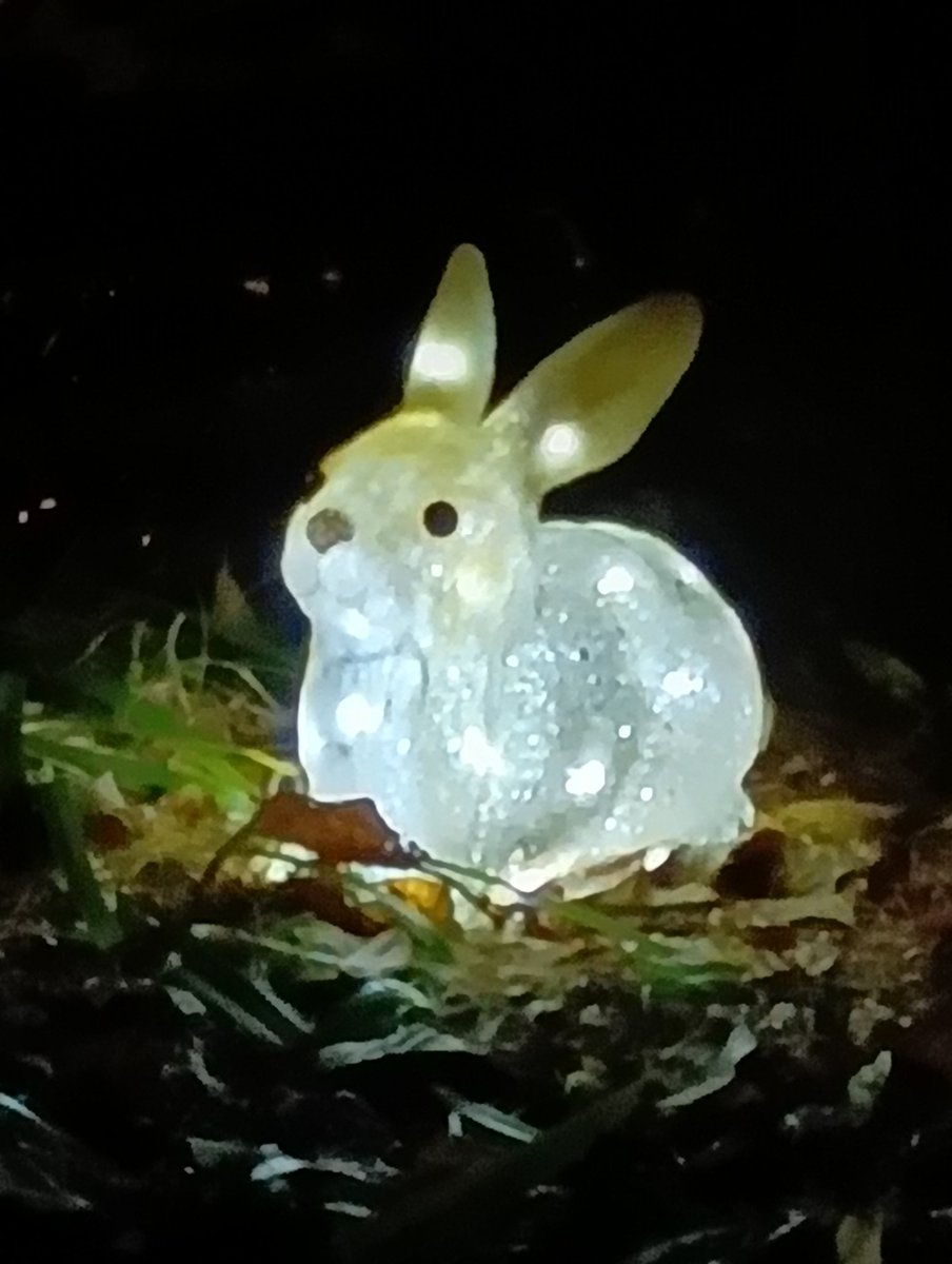 ♡うさぎ♬♡ Post by ᘔꩢ on X: うさぎ🐰