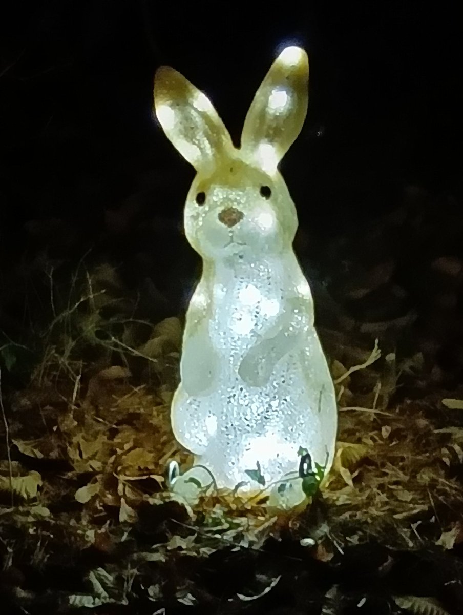 うさぎ✨ Post by ᘔꩢ on X: うさぎ🐰