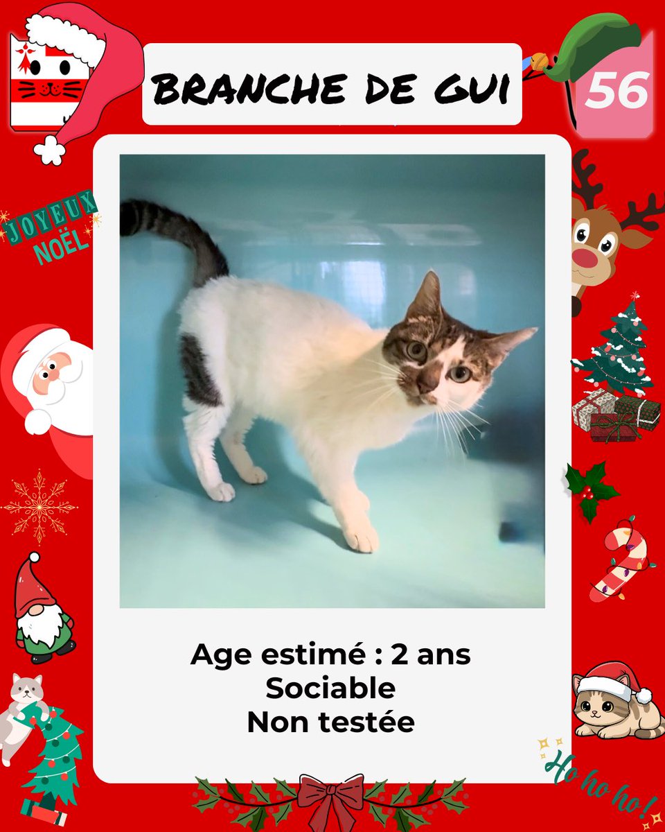 En Fourrière en Bretagne ds le dépt 56 
j'ai été trappée car en balade et non identifiée.
Je suis à ADOPTER pour me sortir de cette fourrière 
mais avant le 26/12/2025   
Pour Renseignements: 
Faire un message à Urgences Fourrières de Bretagne  
Lien: 
facebook.com/urgencesfourri…