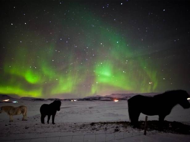 horse (@horseimage) on Twitter photo 