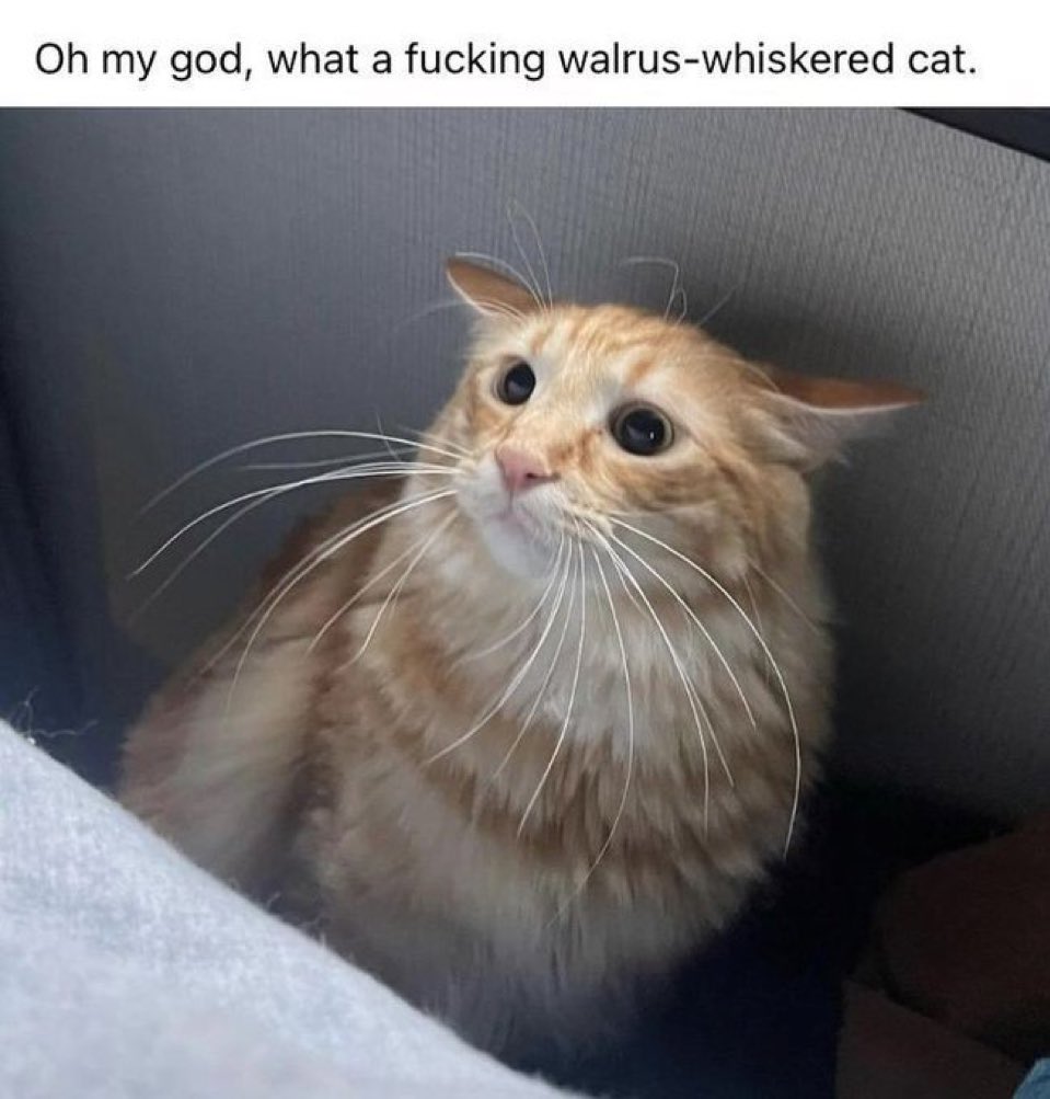 • buffed whisker length on orange cats.