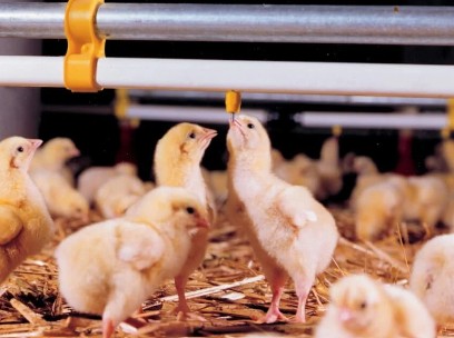 CevaPoultry tweet media