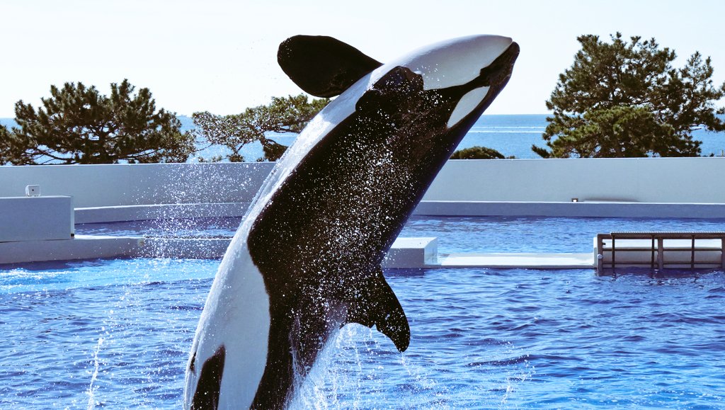 おはようございまステラさん。(2025/12/20) #神戸須磨シーワールド