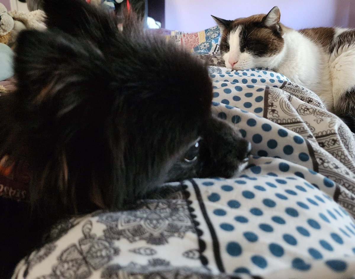 Getting out of bed is hard when soft, fluffy creatures keep you trapped! 🤣