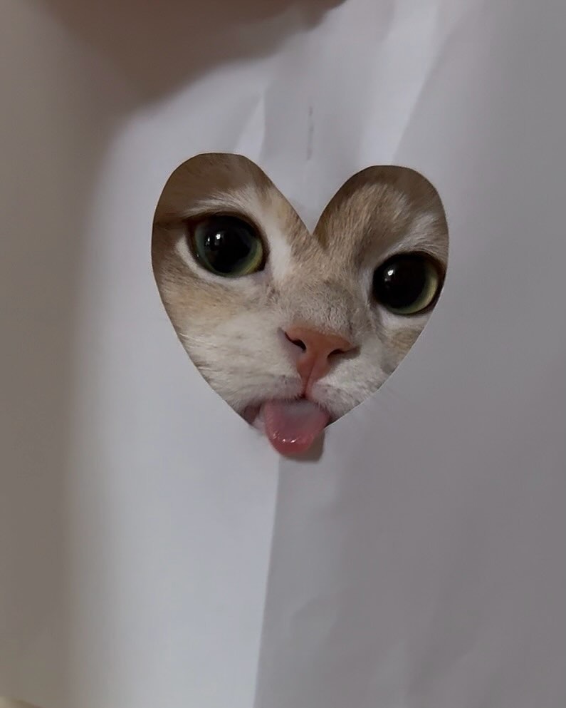 The Cats 𝕏 tweet media