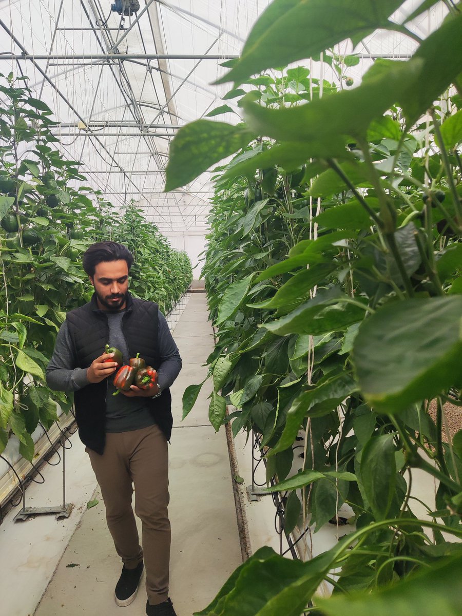 کار تولیدی کردن تو ایران یه جسارت و معرفت خاصی می‌خواد. مثلا ما رفته بودیم از این گلخونه بازدید کنیم و تاثیر استفاده از تکنولوژی نانوحباب روی محصولاتش رو بررسی کنیم، دیدم صاحبش یه جوون دهه هفتادیه(گمونم ۷۶ و اینا)! پرسیدم چیشد زدی تو کار گلخونه حالا؟ گفت ما کار اصلیمون تامین