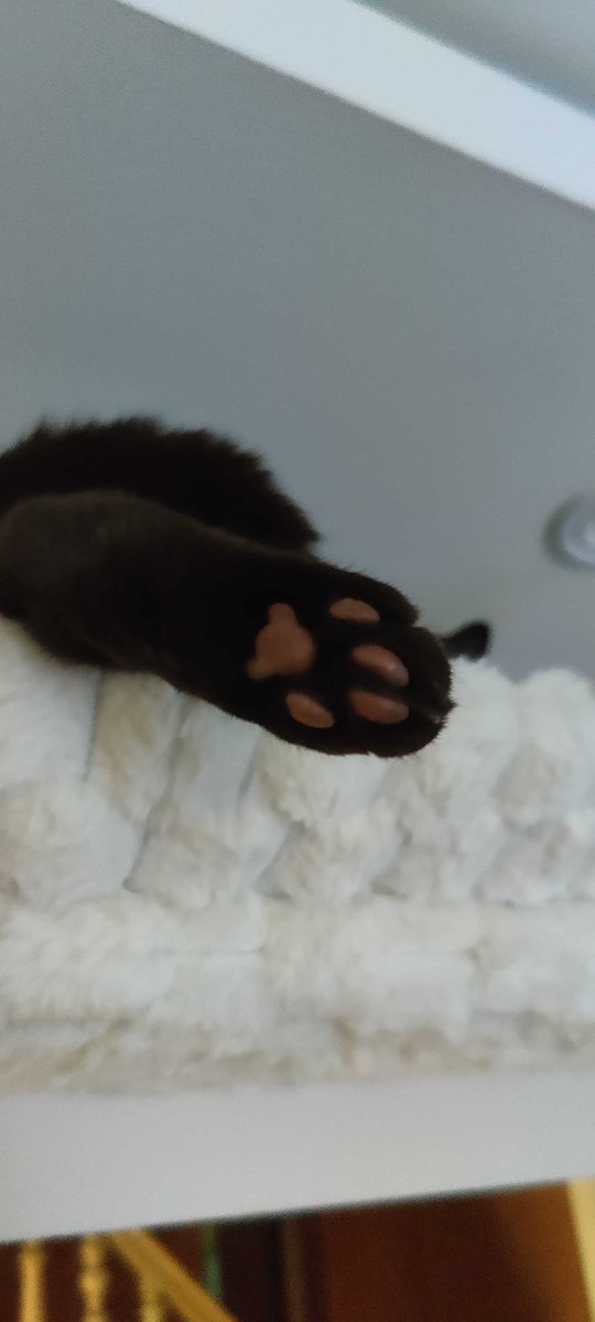 SpVVkyV's tweet image. Lost all my games today, here cat foot...