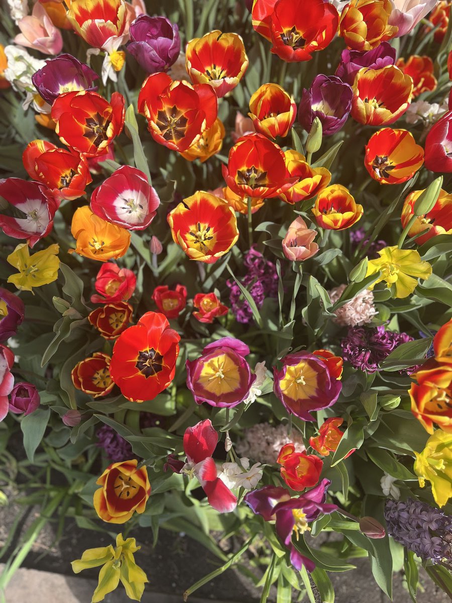 TeachingAuthors's tweet photo. In our latest #TeachingAuthors post, Mary Ann Rodman shares about a bucket list trip she took in 2025: I'M GRATEFUL FOR AN AFTERNOON IN AMSTERDAM #Annefrank #kidlit https://t.co/gaJndOtXrn https://t.co/NtkZBRmh1u