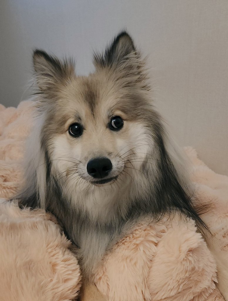 Grumpy Cat Minifigure #화난고양이가챠,#고양이가챠,#가챠 on Bunjang Global Site., image size:776x1024