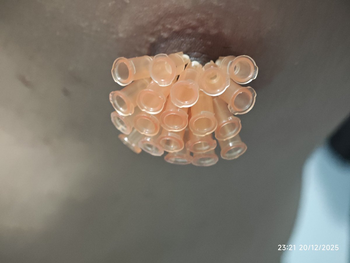 Slave Bound VL tweet media