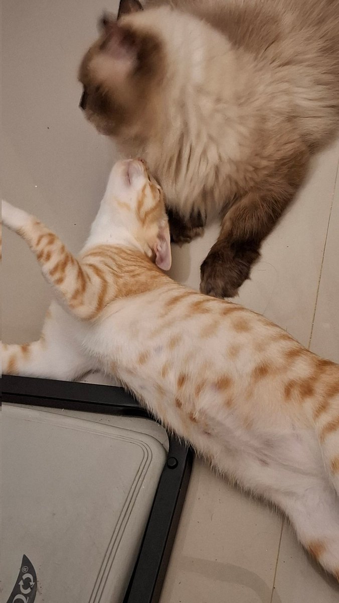 CimimoCats_'s tweet photo. bestie banget, kemana2 bareng 😭😭 https://t.co/0e1sjZZXFT