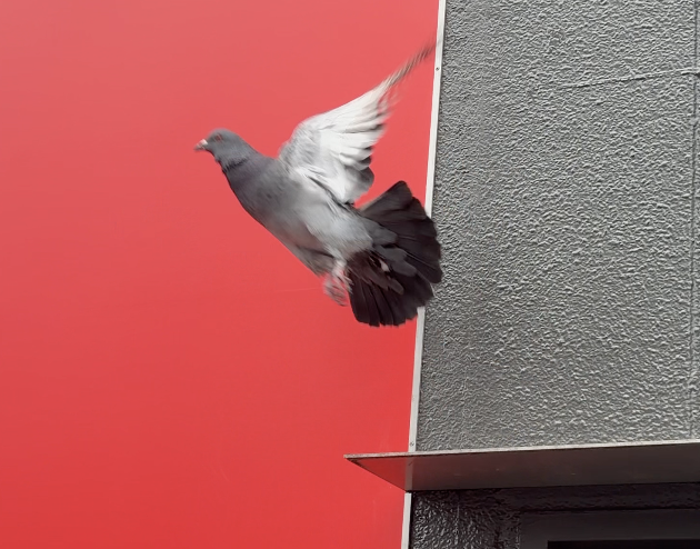 鳩⭐️開封時動画⭐️ 24 9 14（土）暑さに負けず良く飛ぶ鳩達 - YouTube