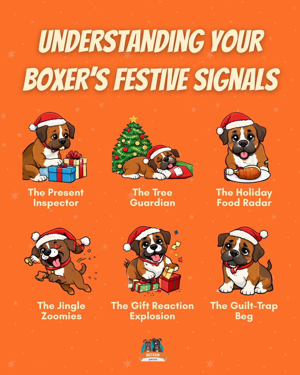 Boxer's tweet image. 🎄 Boxer parents, decode the holiday chaos! Understanding your Boxer’s festive signals is the key to surviving the season. 😂🐶

#boxerlife #boxerlove #boxerdog #boxeraddict #dogoftheday #dog #boxersofinstagram #holiday #facts #DogHumor #HolidayDogs #DogParents