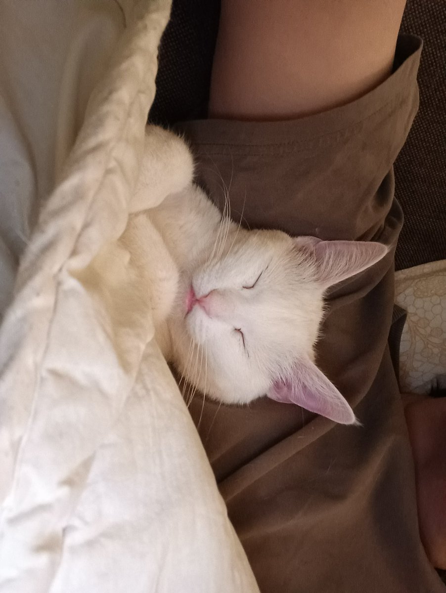 суточный ритм: проснулись в 18.43
все сломалось