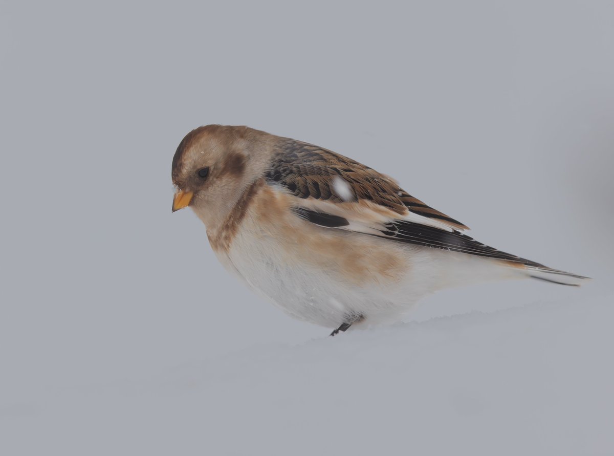 mark chivers tweet media