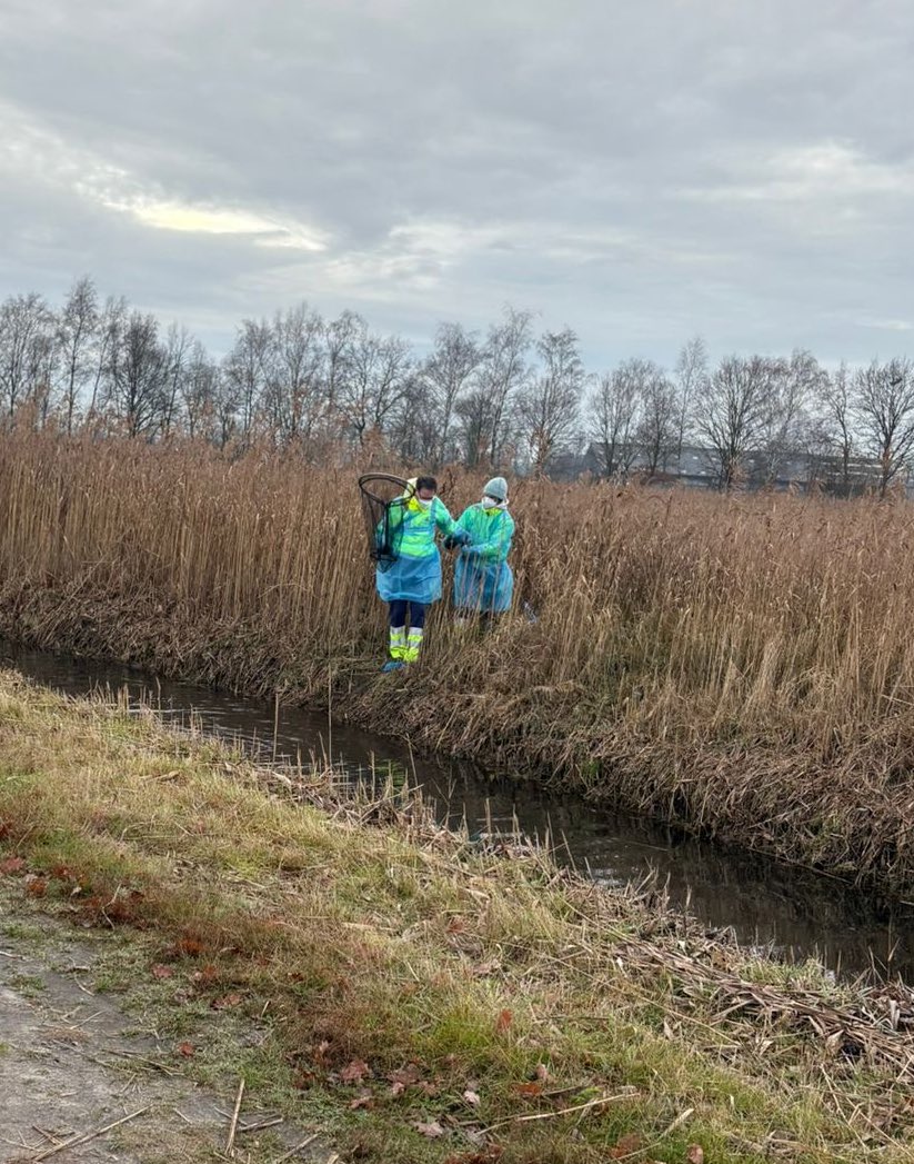 Bodeuh's tweet image. Lief dagboekje: vandaag heb ik in een natuurgebied een gans met vogelgriep uit de sloot gehaald. 

Was enerverend.