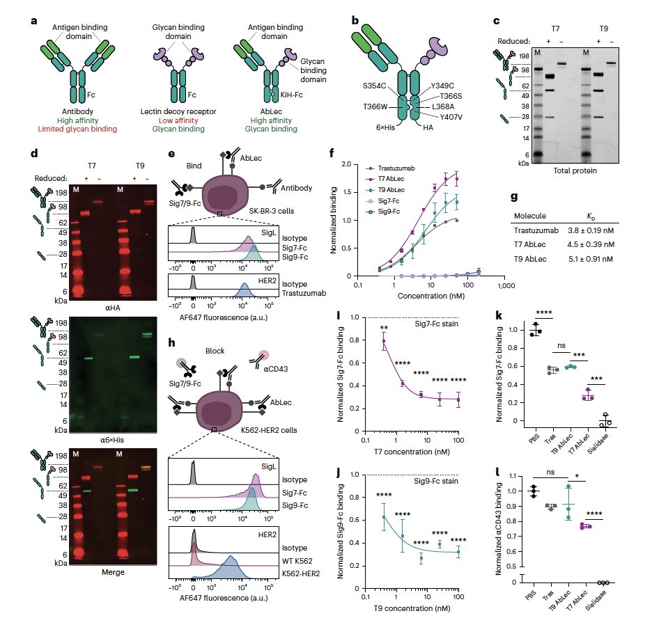 PatrickHwuMD's tweet photo. #ScienceSaturday

❓ Why do some cancers keep dodging our best immune therapies?

➡️ Scientists have discovered a trick tumors use: they decorate their surface with special sugars (called glycans) that act like “invisibility cloaks,” shutting down immune cells through receptors called Siglecs.

➡️A recent study published in @Nature Biotechnology introduces an innovative strategy to counter this effect: antibody–lectin chimeras (AbLecs). These engineered molecules are designed with dual functionality:

- One component selectively binds to cancer cells
- The other disrupts glycan-mediated inhibitory signaling

➡️As a result, immune cells such as macrophages and natural killer (NK) cells regain and enhance their tumor-killing activity. In preclinical mouse models, AbLecs demonstrated superior tumor reduction compared with standard antibody therapies.

➡️ Bonus: AbLecs can be customized to target different cancers and even combine two immune checkpoints (like PD-1 and Siglec) in one molecule. This could open new doors for patients who don’t respond to current immunotherapies.

🌟 Huge kudos to Jessica Stark, Carolyn Bertozzi, and their teams at MIT, Stanford, Rockefeller University, and collaborators for this breakthrough in cancer immunotherapy! @JessicaCStark @MIT @Stanford @RockefellerUniv @NatureBiotech 

Read more: https://t.co/MiMdg4uh1s