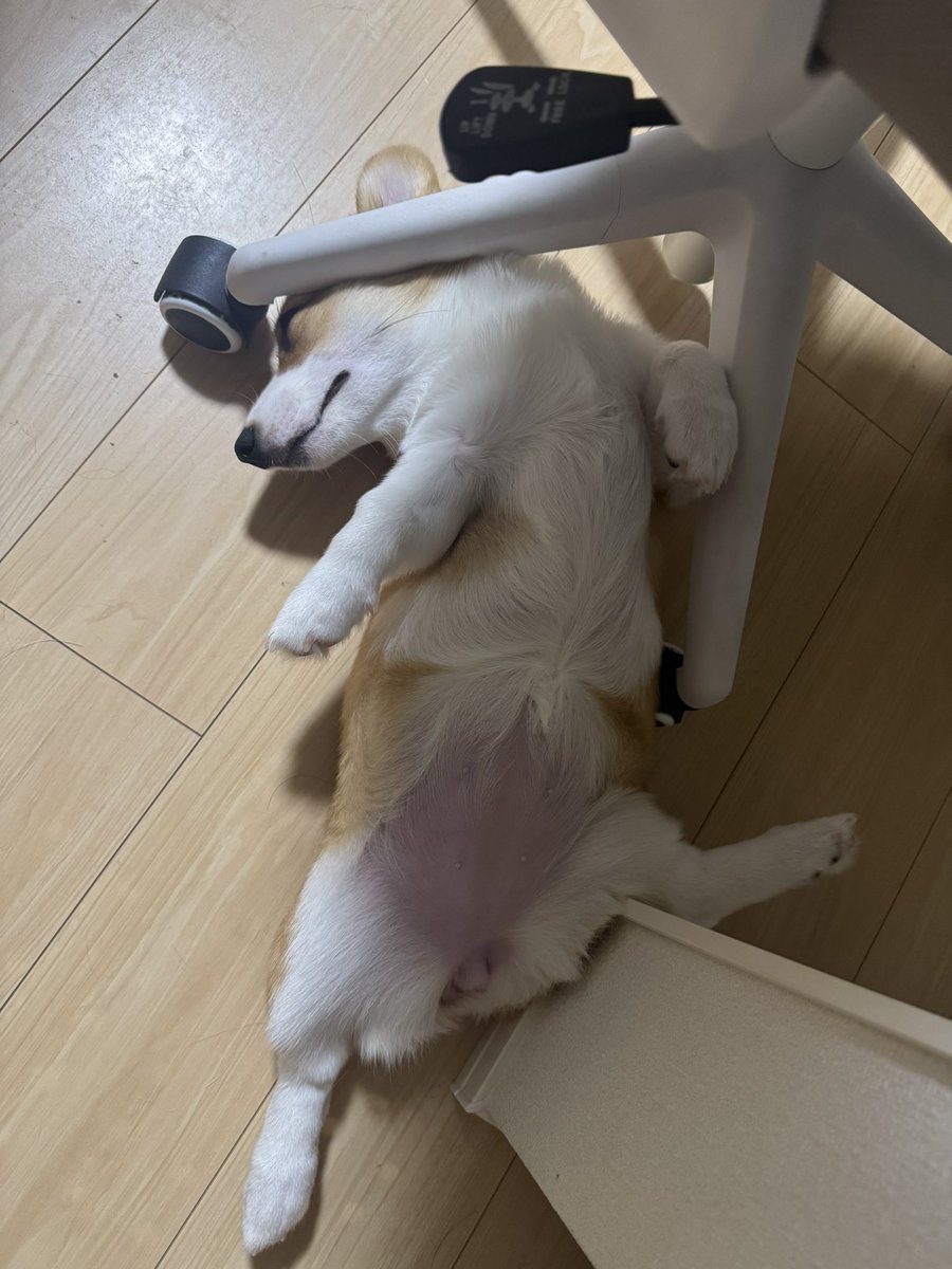 #今年も残りわずかなので今年一番伸びた写真を貼る
ほんと凄い寝相よね