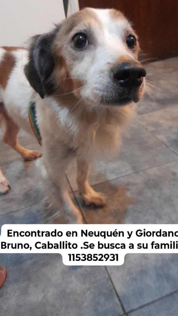 Encontrado en Neuquen y Giordano Bruno. 
Caballito, Caba.