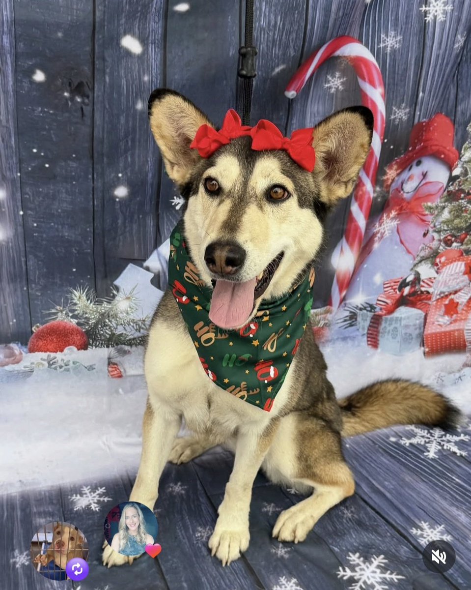 mapleveewesem's tweet image. 🙏🐾🙏 Big event at Carson #California ACC today! Adoption fees waived🎉 Great pups available like NOVA #A5743995 a 5 yo smallish 48 lb husky girl 😍 Please share &amp;amp; go add to your pack if you can.
#AdoptDontShop