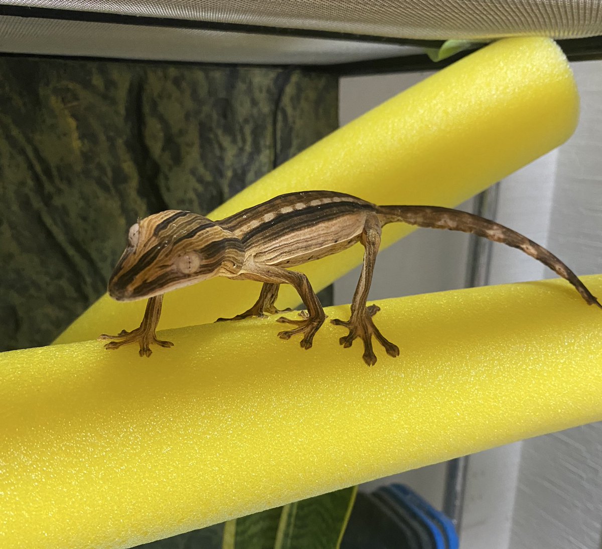 【まるさん専用】オーダーメイドカクタスパーチ相談ページ LightwoodバースツールHigh（ペーパーコード） | 【公式】マルニ木工