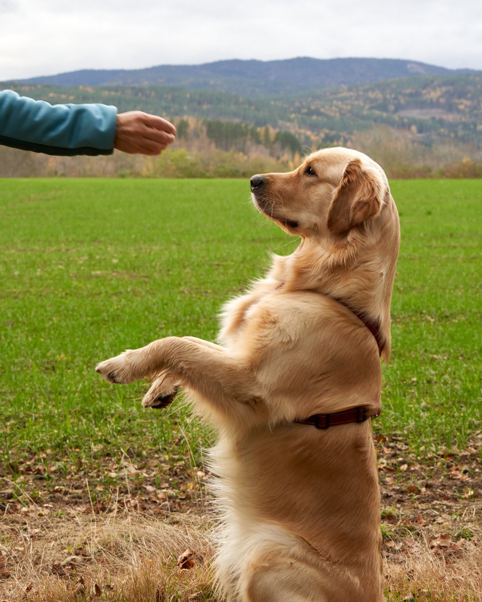 thesopawsome's tweet photo. That Golden Retriever tail wag is a constant indicator of happiness. ๐พ #WaggingTail #HappyGolden #GoldenRetrieverLove #GoldenGram #GoldenRetrieverNation https://t.co/91GuPRNqF2