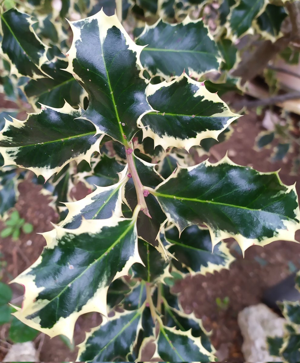 Intanto sono sotto il Vischio,
Chissà se mi arriva un bacio.