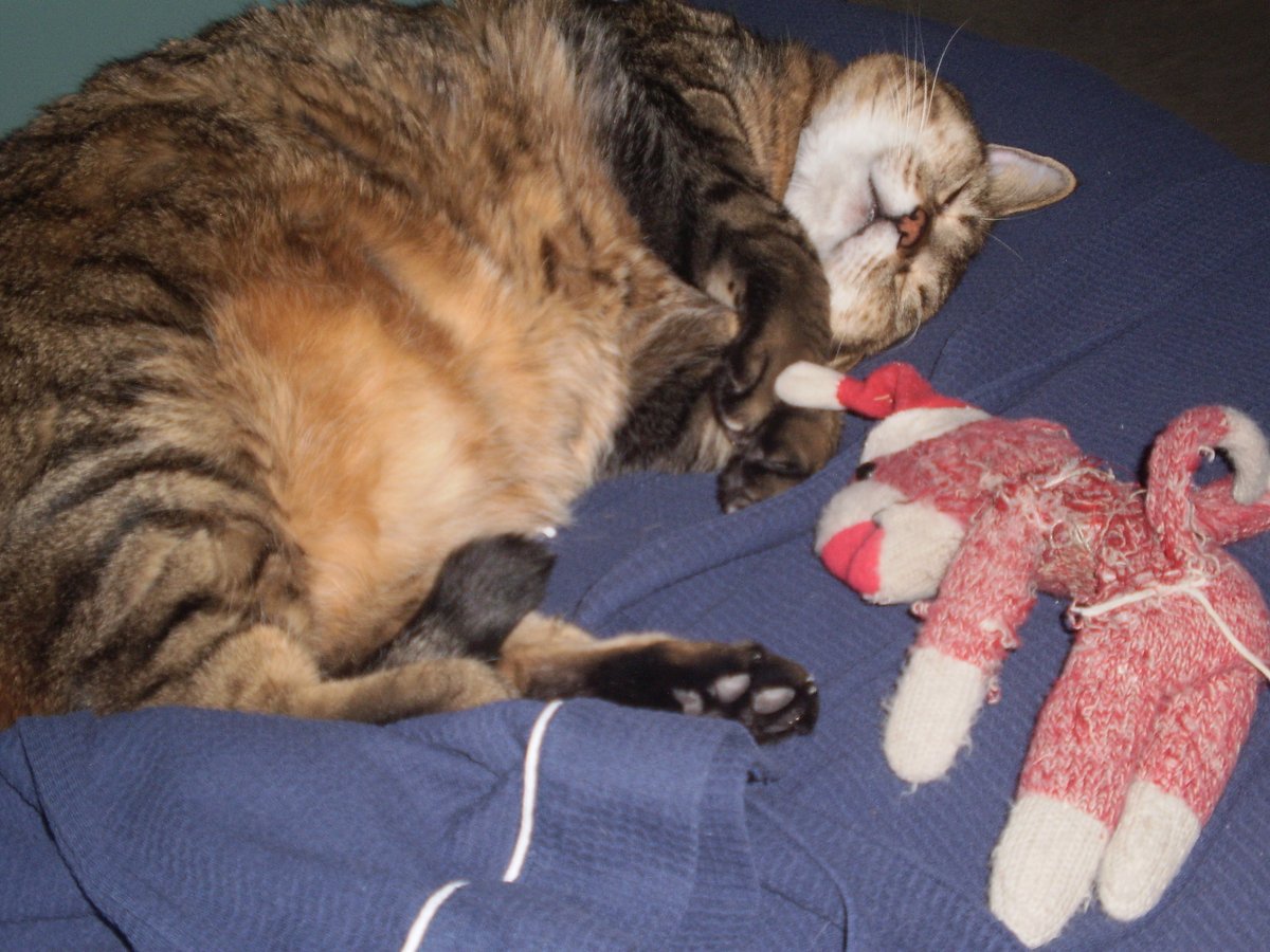 Merry, merry #Christmas &amp; a happy, healthy, prosperous, harmonious &amp; purposeful #NewYear! 
💗With Love, 
Miss Dee, Buddy &amp; Monkey 
Metaphysicians-Gallery.com

#astrology #psychic #writing #writerscommunity #readingcommunity #readerscommunity #Caturday #cat #cats