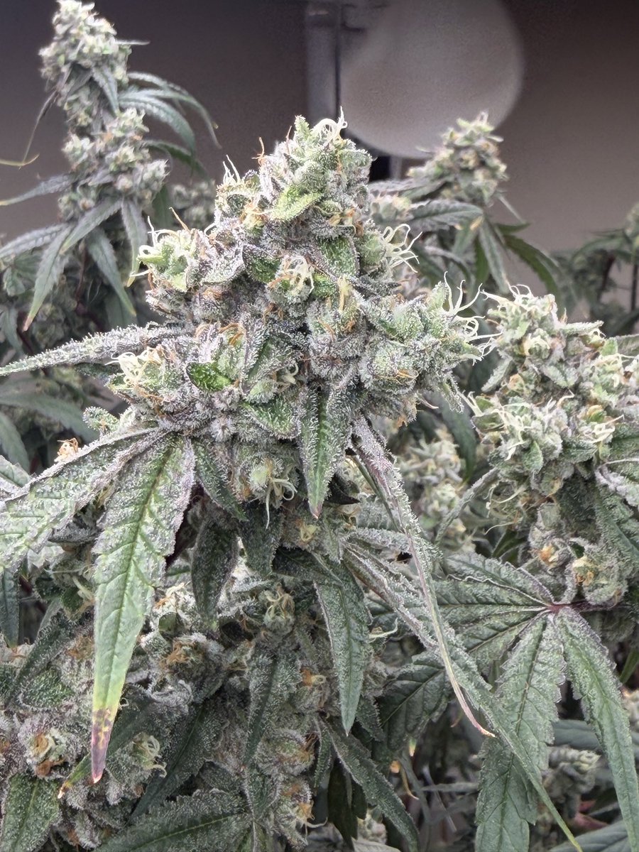 Cheezy22187245's tweet photo. Blueberry bang bang from @exoticgenetix https://t.co/0AISychNB6