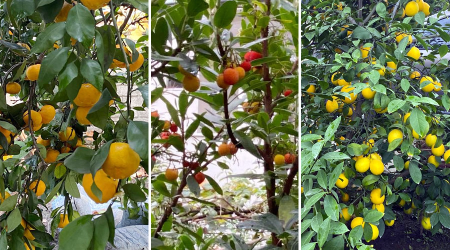 Mandalina, Limon, Sapanca: 5 Mevsim Meyvecilik

sapanca.info/5-mevsim-meyve… 

#Sapanca #SapancaGölü #SapancaINFO #Mandalina #Limon #Meyvecilik